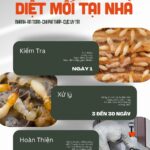 Dịch vụ diệt mối tận gộc QTCland.com